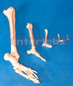 ADULT FOOT BONE WITHE TIBIA AND FIBULA